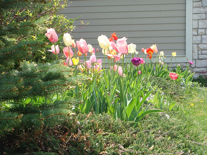 39 Nancy's Garden [2009 May 10].JPG - Nancy's Garden.